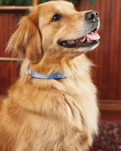 Southern Tide Skipjack Dog Collar