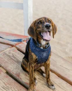 ST x Pawsitivity Schooling Fish Dog Harness